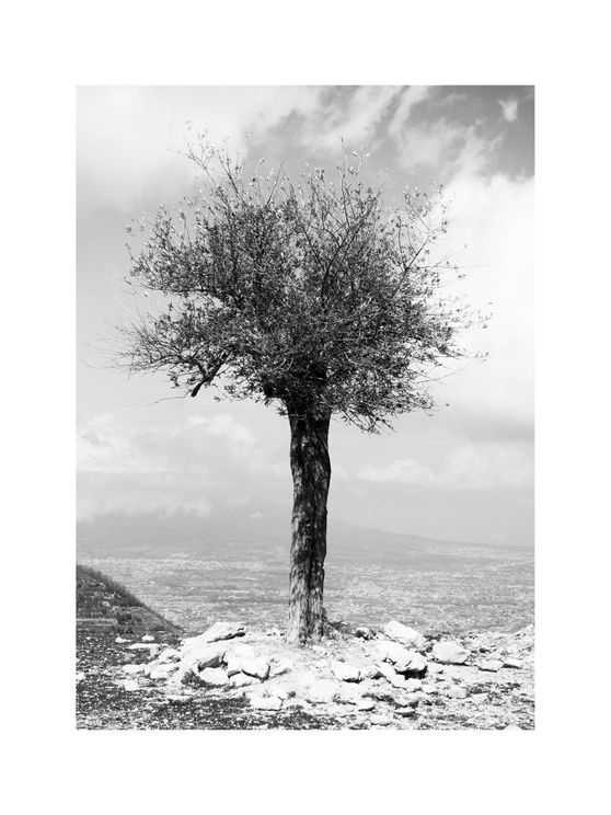 Monastery Tree