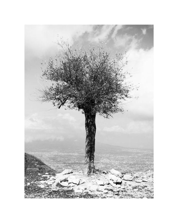 Monastery Tree