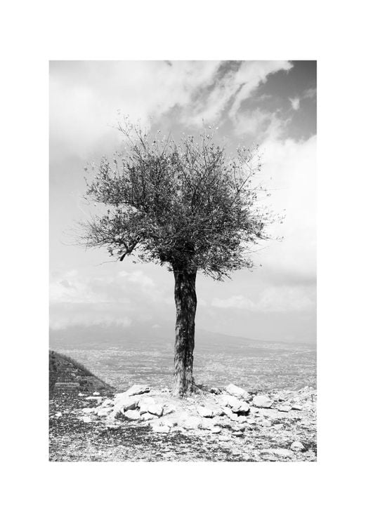 Monastery Tree