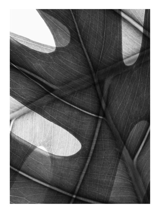 Monstera Camo
