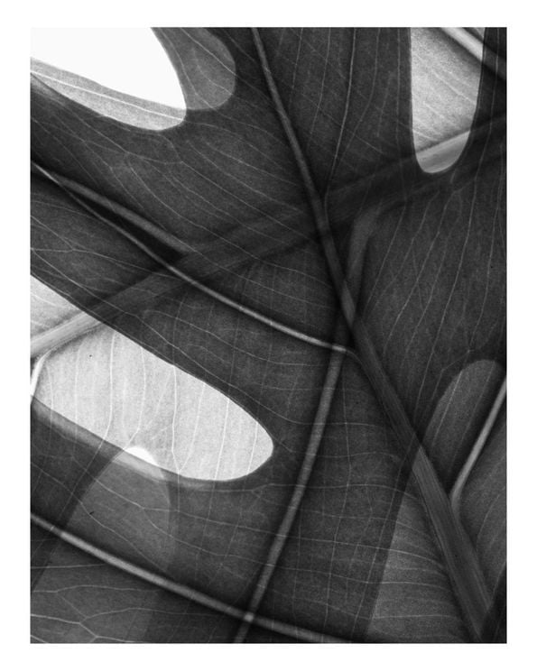 Monstera Camo