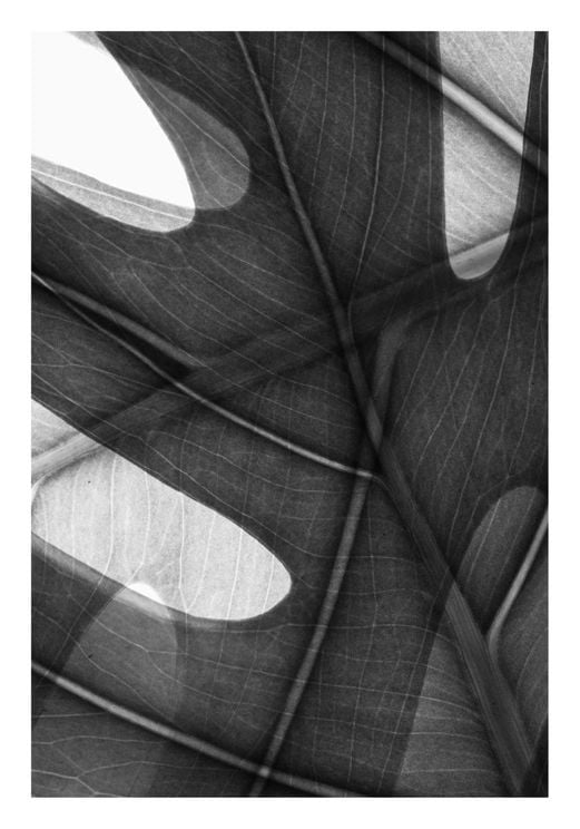 Monstera Camo