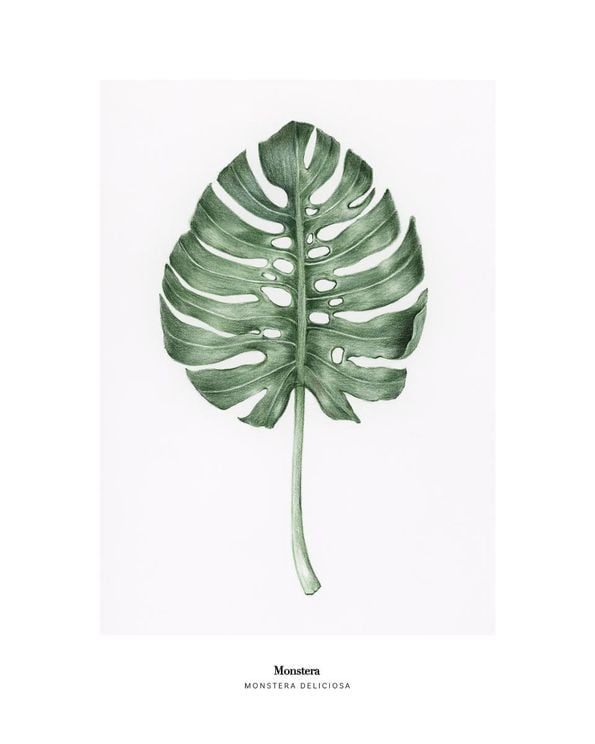 Monstera Deliciosa