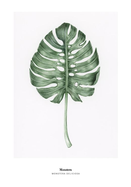 Monstera Deliciosa