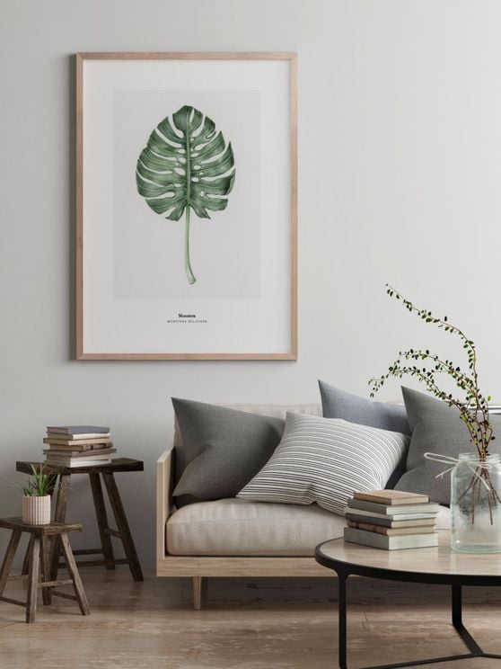 Monstera Deliciosa