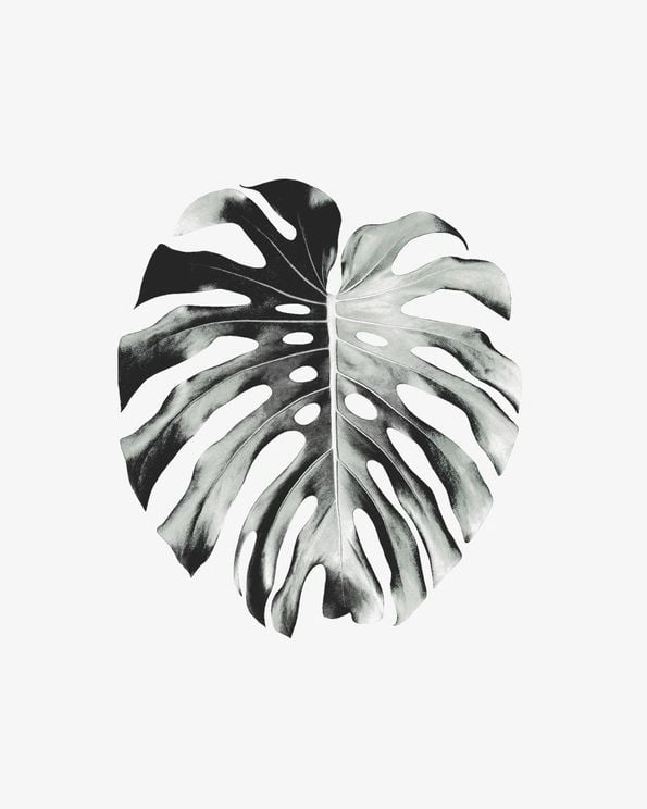 Monstera Leaf