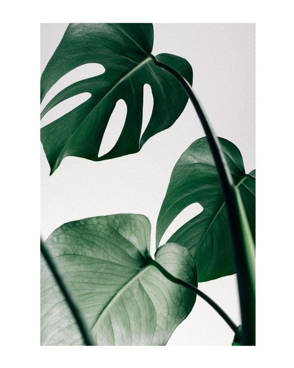 Monstera Leaves