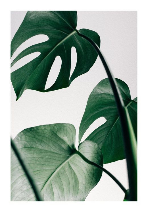 Monstera Leaves