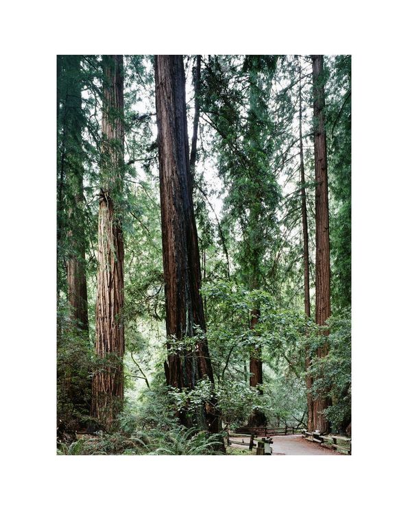 Muir Woods