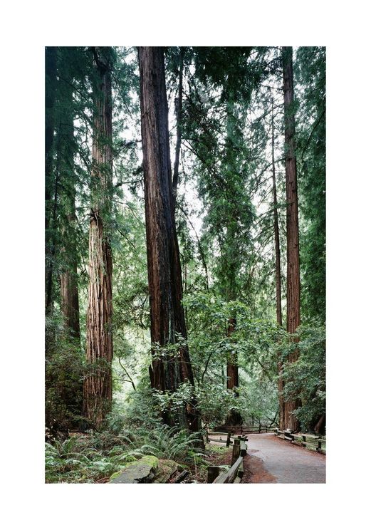 Muir Woods