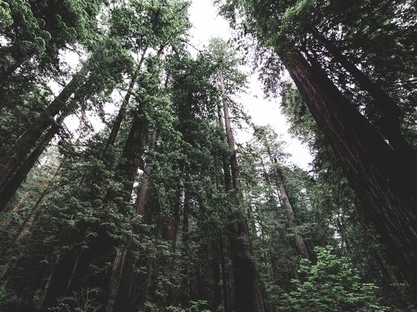Nordic Forest