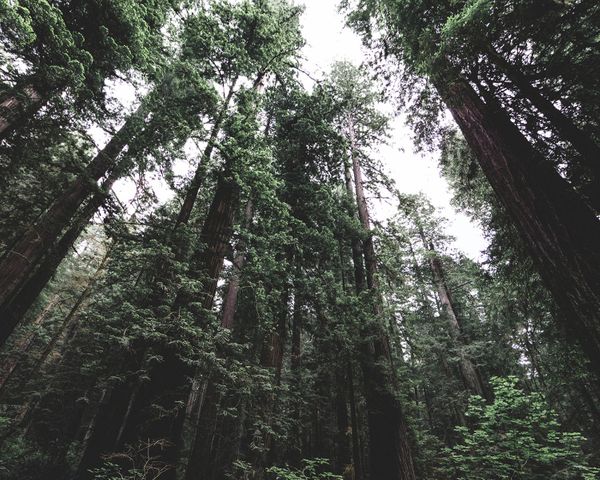 Nordic Forest