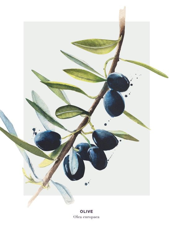 Olive 2
