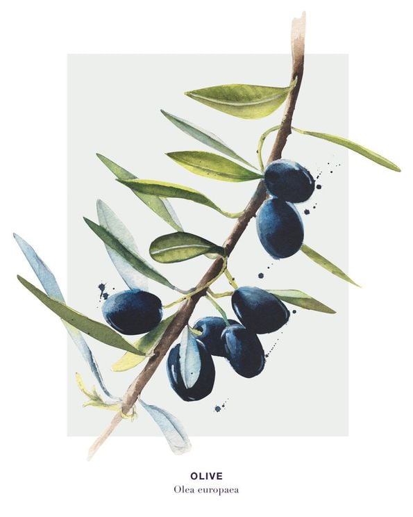 Olive 2
