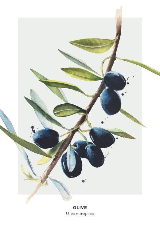 Olive 2