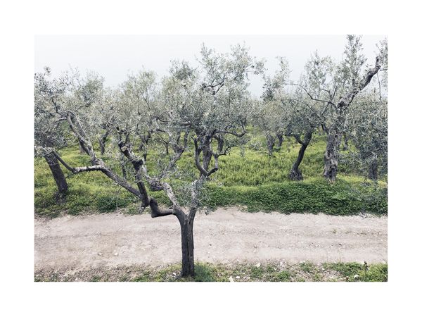 Olive Garden 2