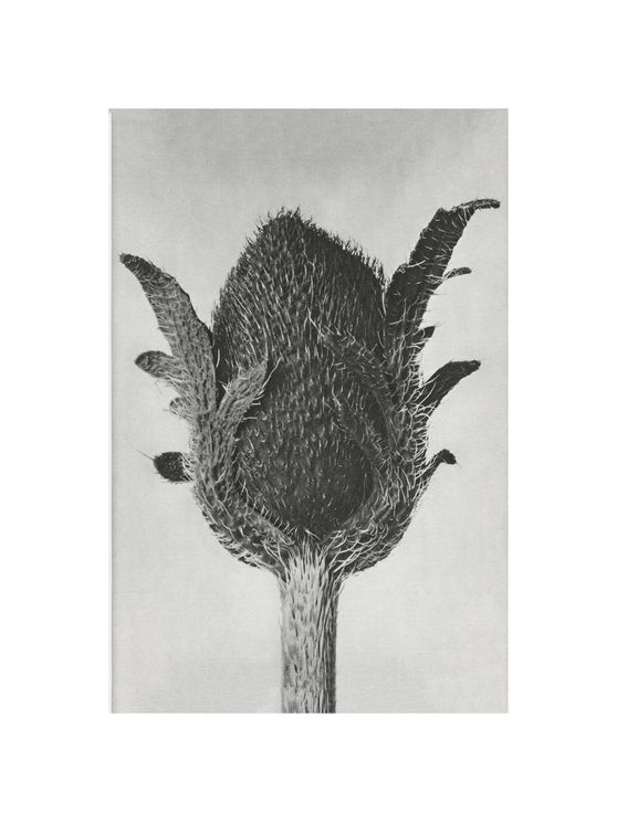 Oriental Poppy By Karl Blossfeldt