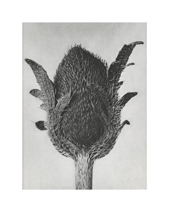 Oriental Poppy By Karl Blossfeldt