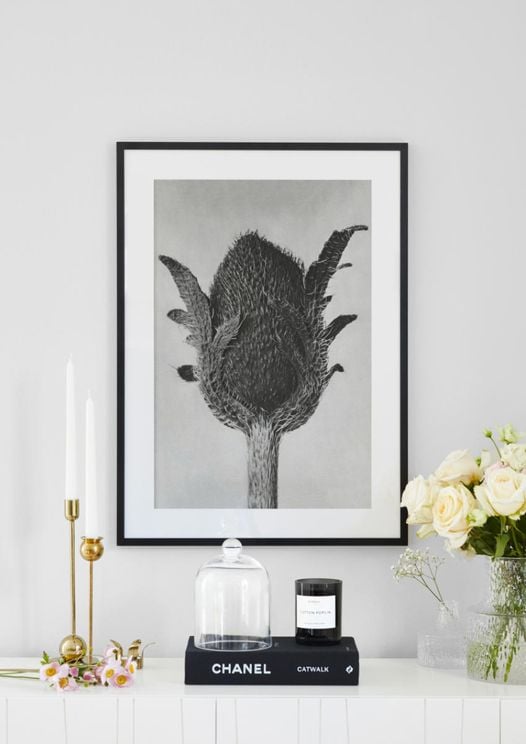 Oriental Poppy By Karl Blossfeldt