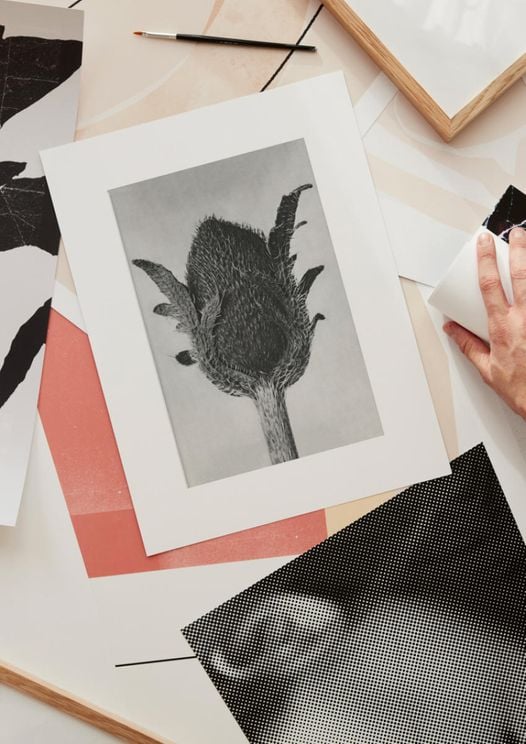 Oriental Poppy By Karl Blossfeldt