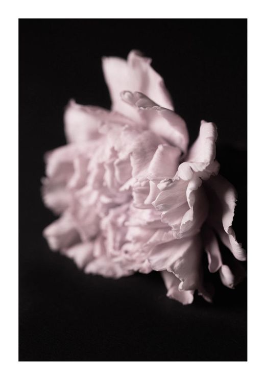 Pale Bloom