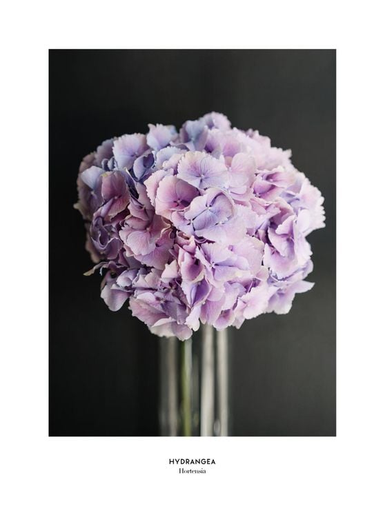 Pale Hydrangea