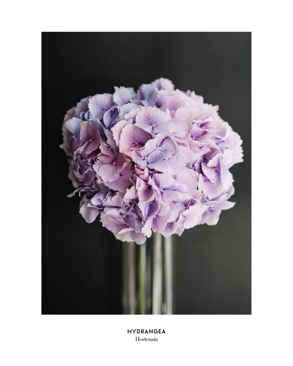 Pale Hydrangea