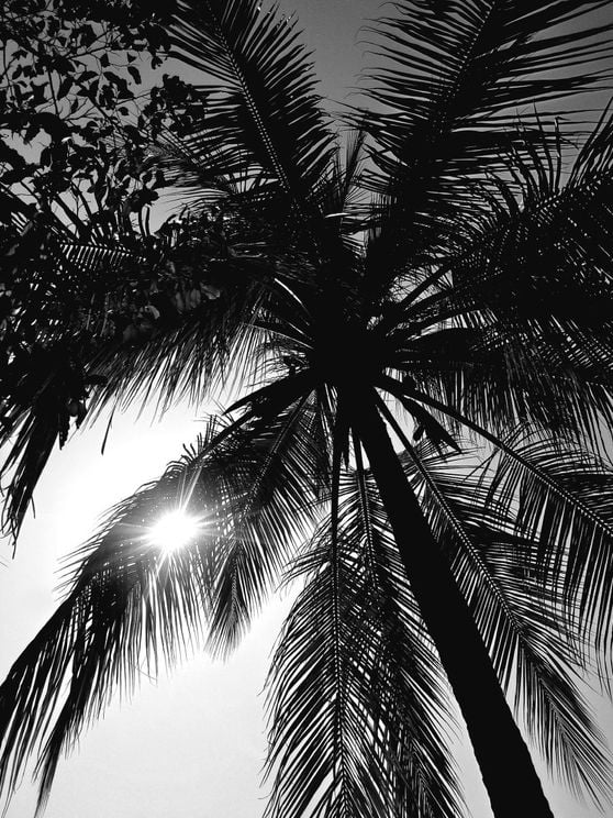 Palm And Sun