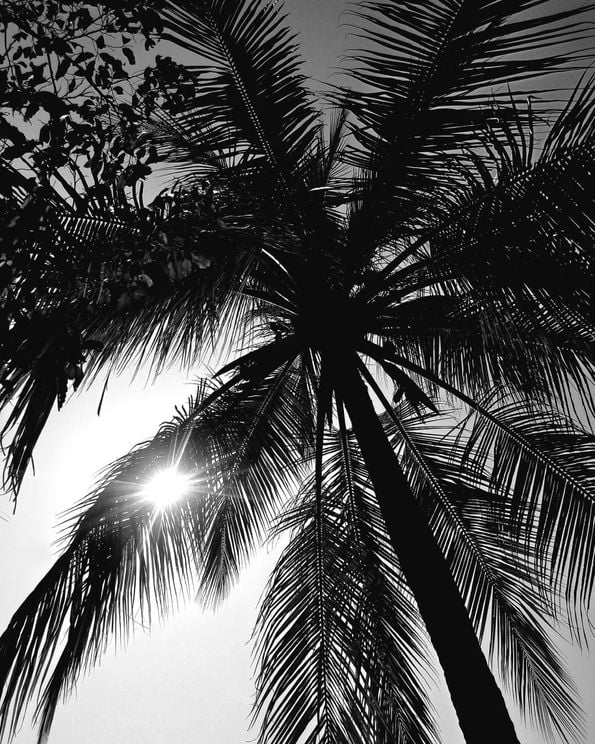 Palm And Sun