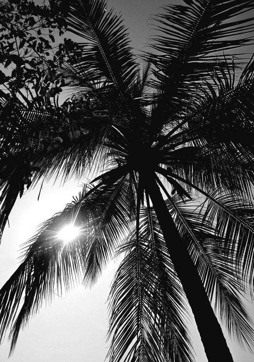 Palm And Sun