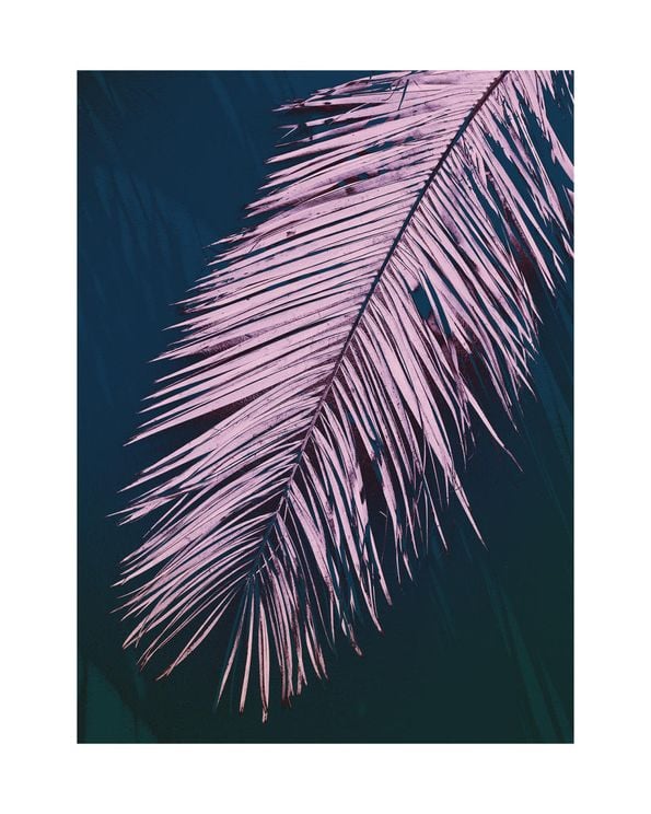 Palm Dark