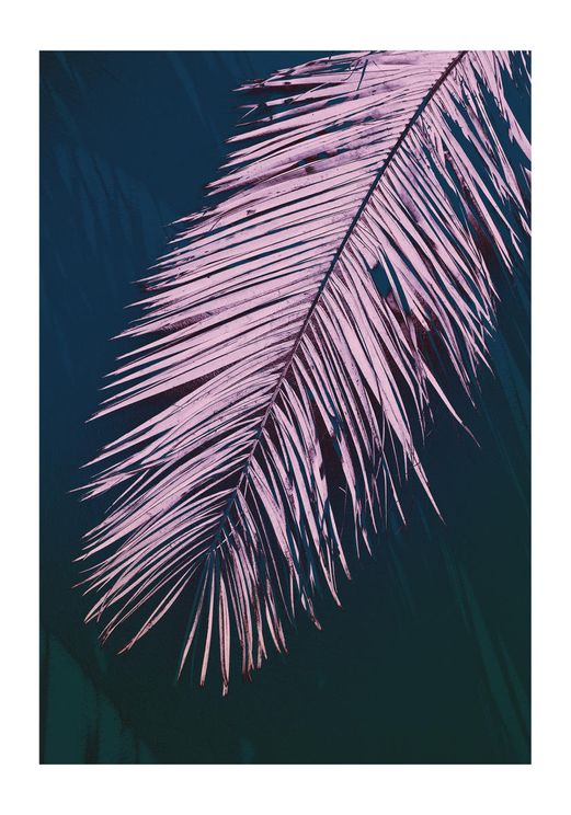 Palm Dark