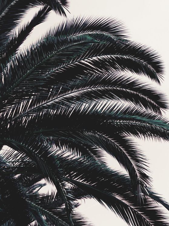 Palm Freedom