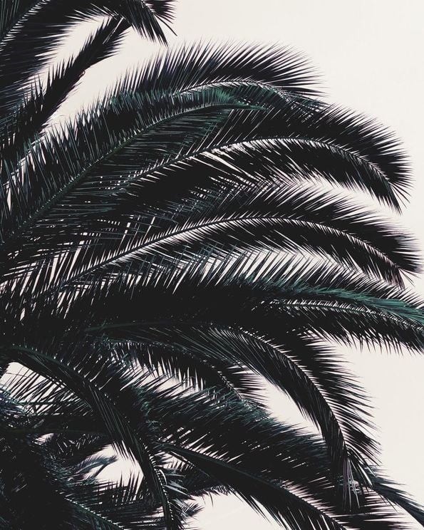 Palm Freedom