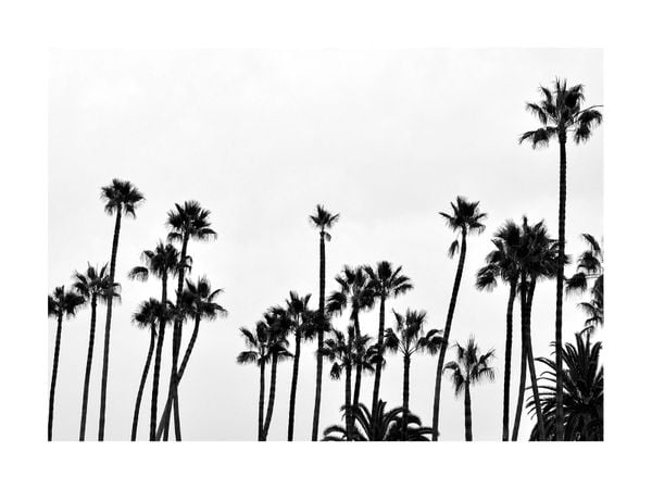Palm Gathering