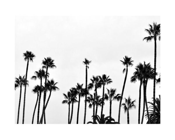 Palm Gathering
