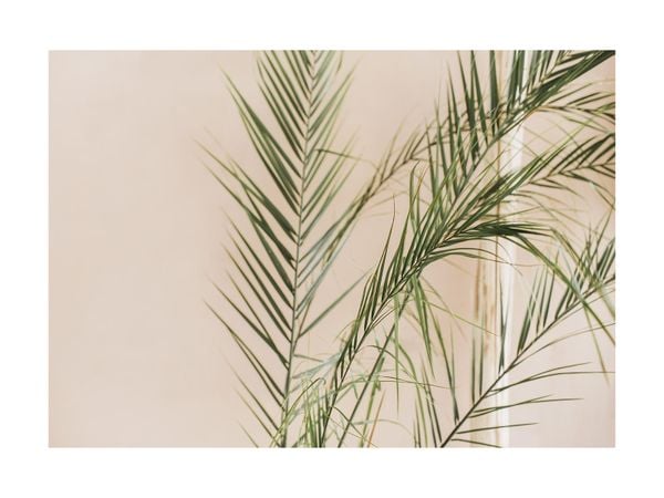 Palm Gold