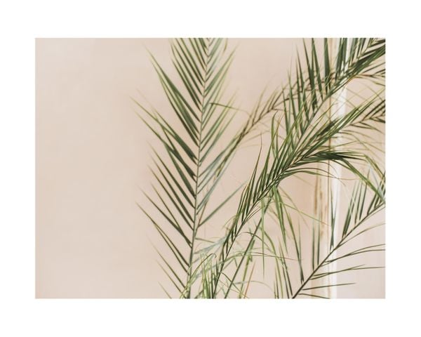 Palm Gold