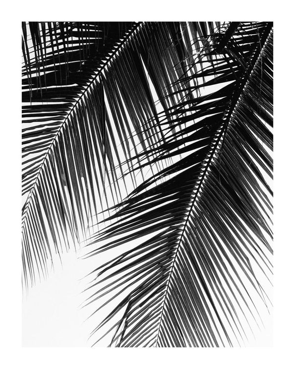 Palm Graphic