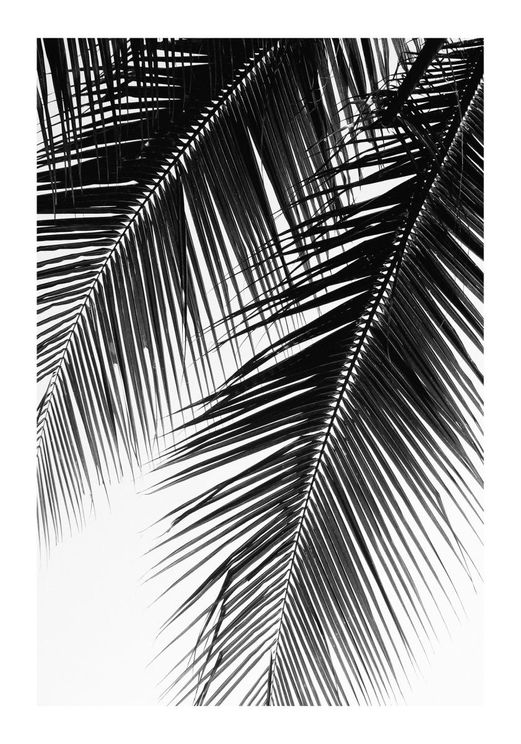 Palm Graphic