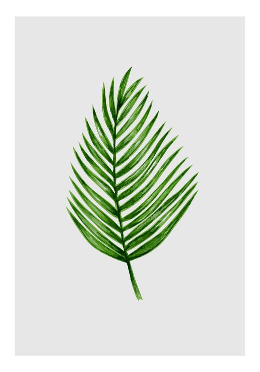 Palm Leaf Illustration