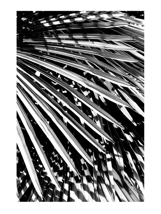 Palm Love