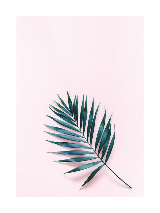 Palm On Pink