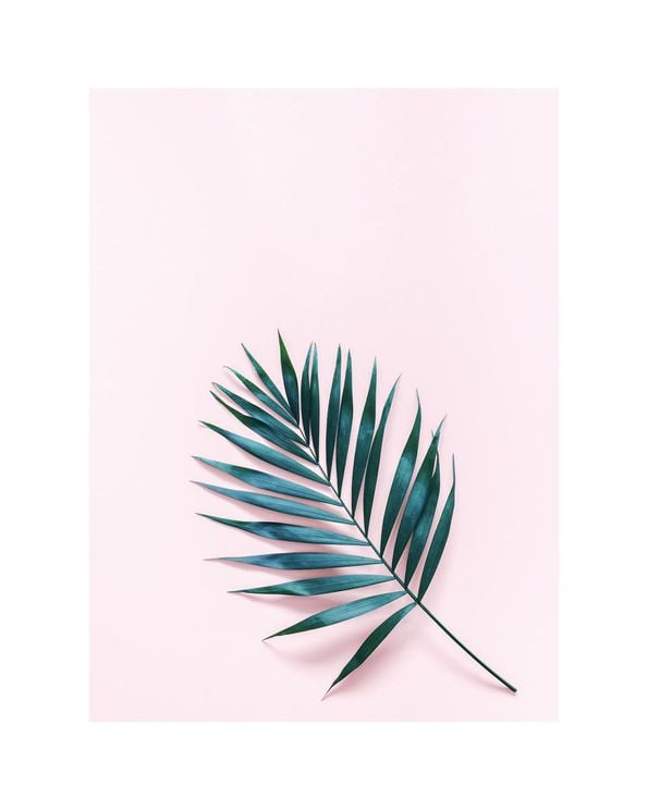 Palm On Pink