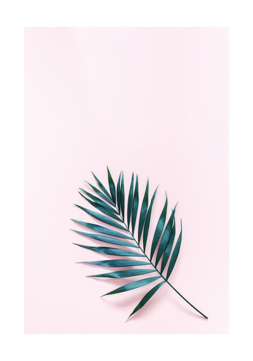 Palm On Pink