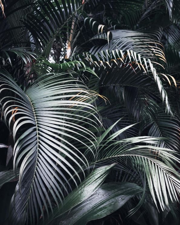 Palm Screen Photo