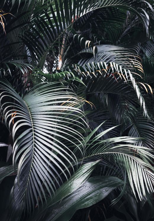 Palm Screen Photo
