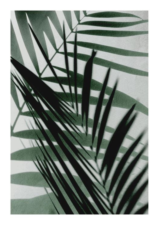 Palm Shadow Reflection
