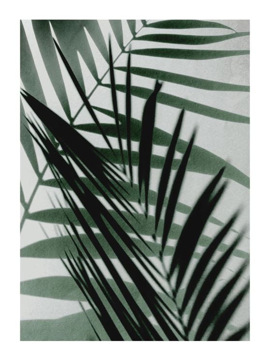 Palm Shadow Reflection
