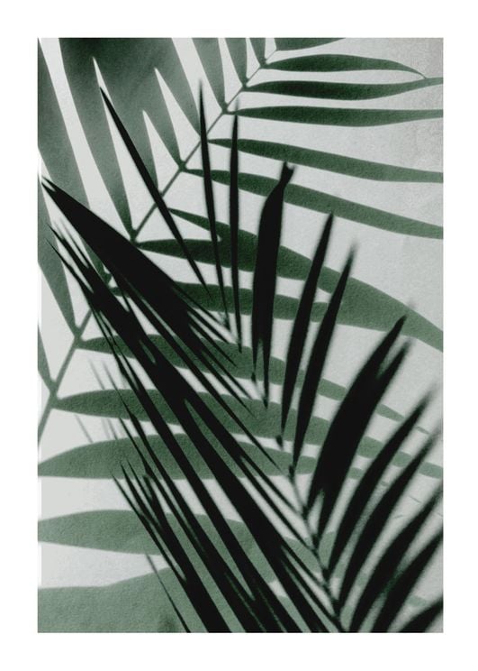 Palm Shadow Reflection